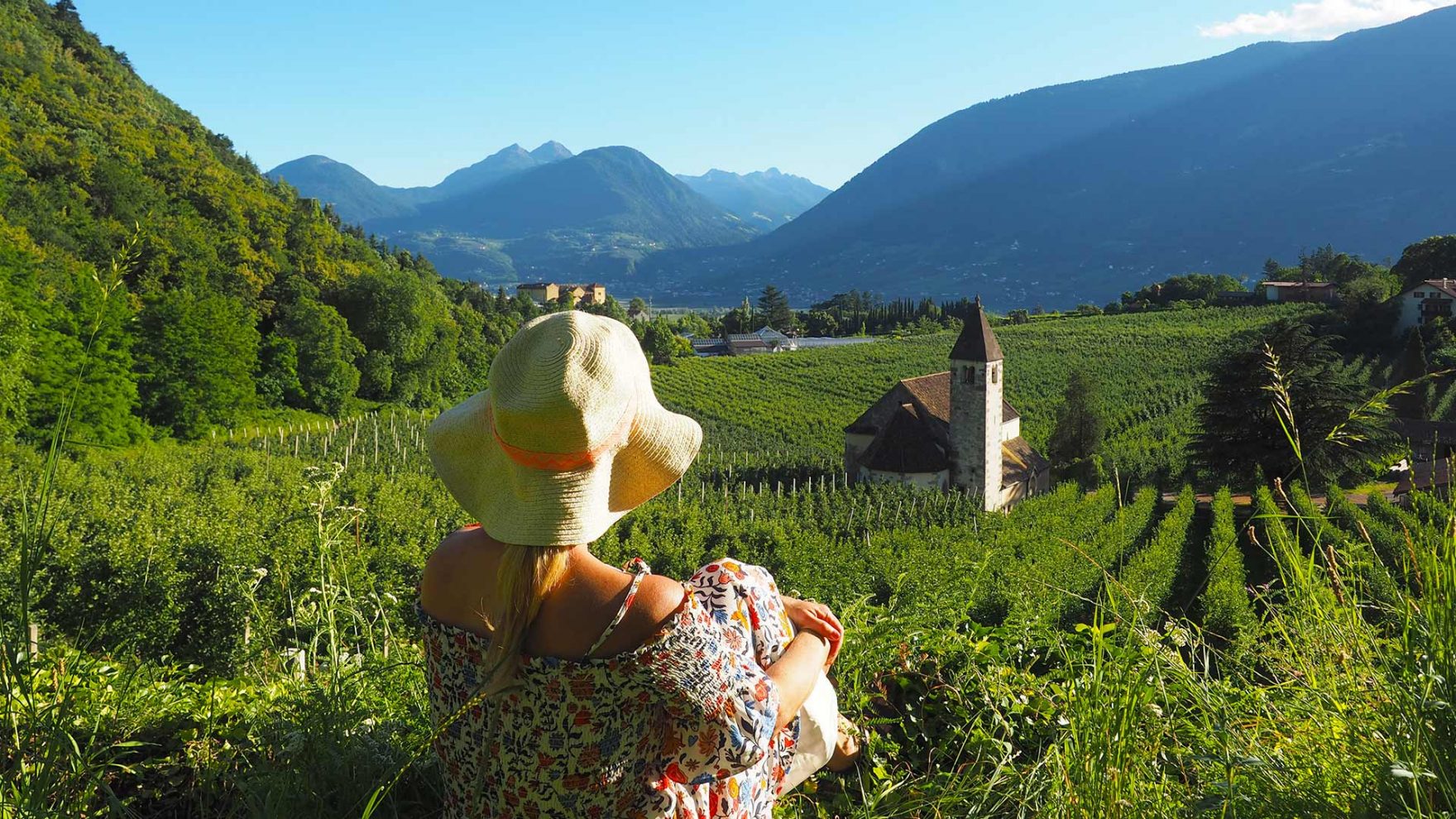 Weinberg im Meranerland - Sommer
