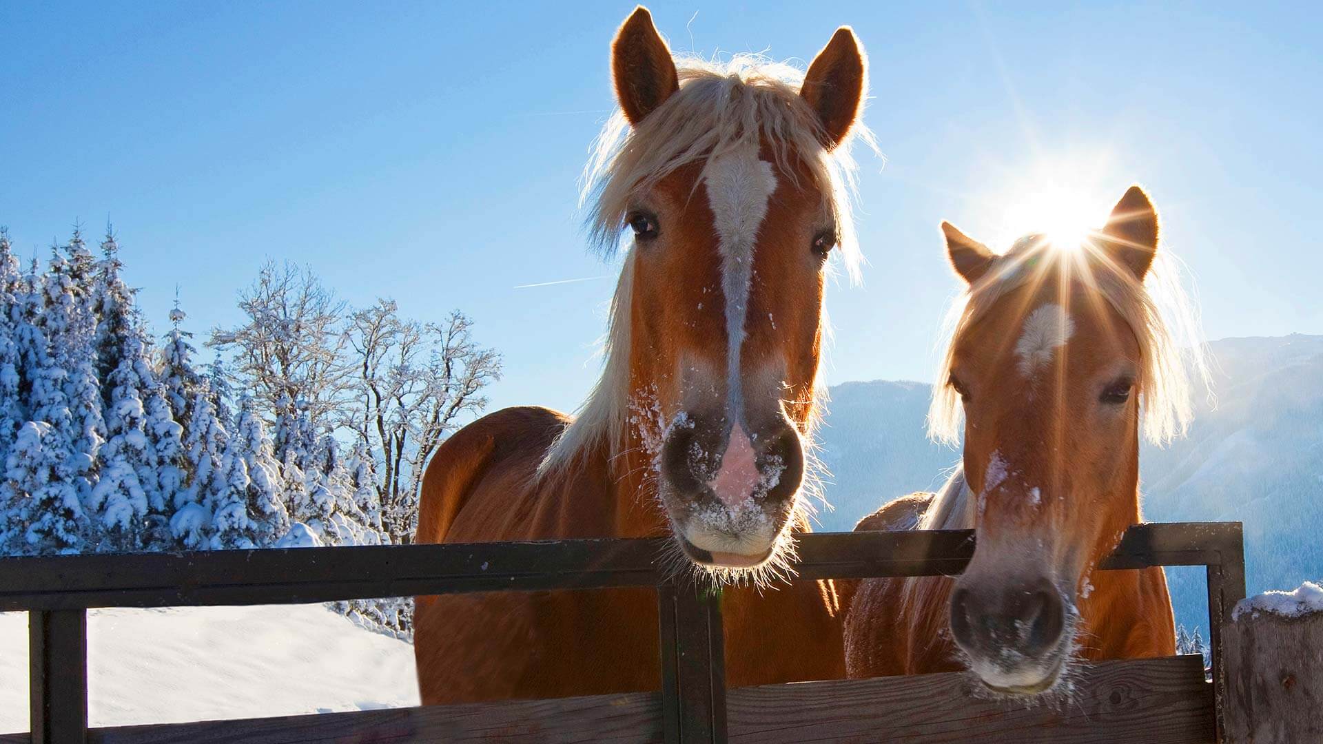 Haflinger-Pferde im Schnee