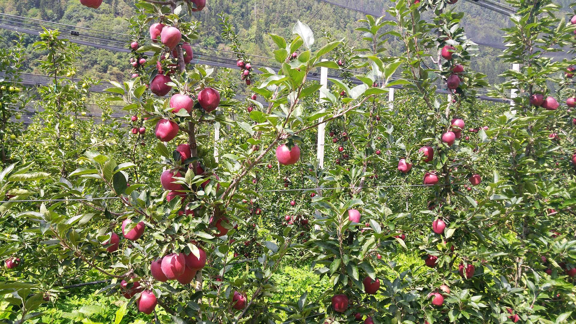 Apfelplantage im Passeiertal