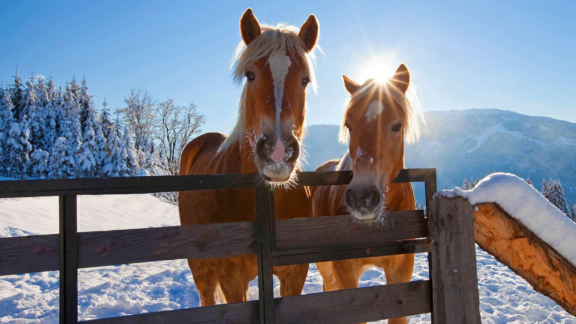 Wintertrabrennen mit Haflinger Pferden